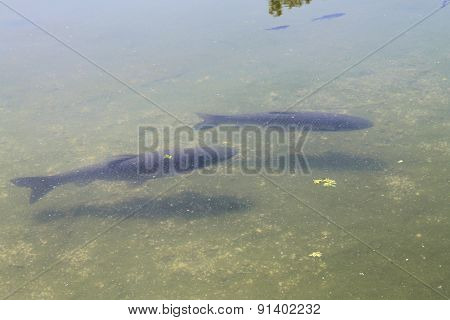 fish