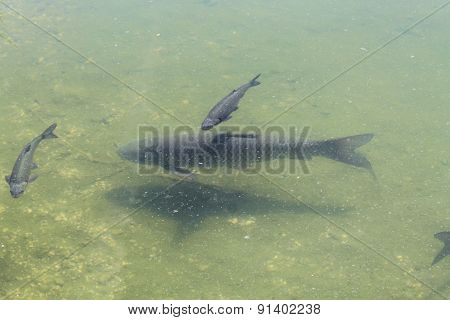 fish