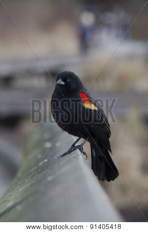 red-winged blackbird