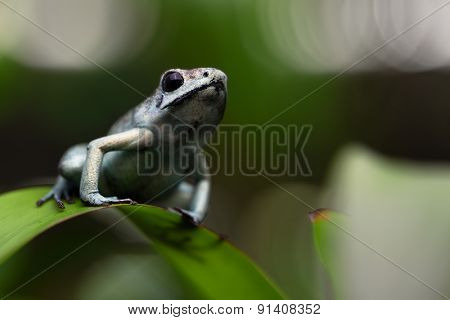 poison arrow frog, poisonous animal Phyllobates terribilis from the tropical amazon rain forest of Colombia