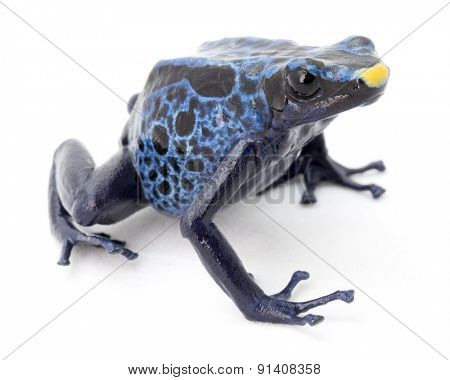 blue poison frog on white Dendrobates tinctorius a poisonous animal from the Amazon rainforest in Suriname. Macro of a small amphibian.