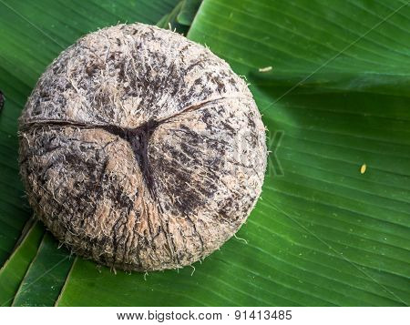 coconut shell