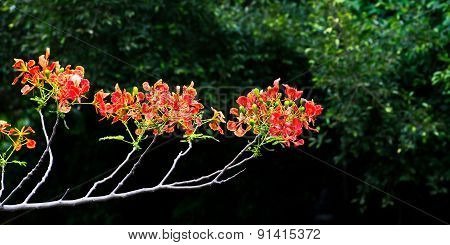 flower Delonix regia