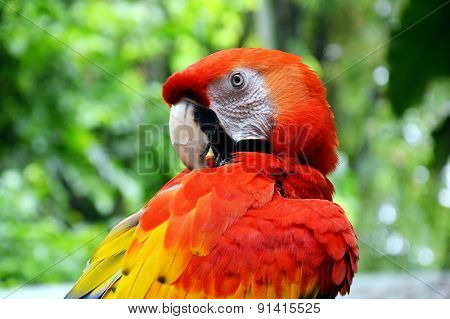 macaw in the park