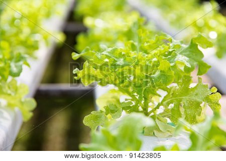 Hydroponics vegetable farm