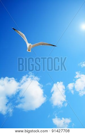 Seagull Flying Under The Sun