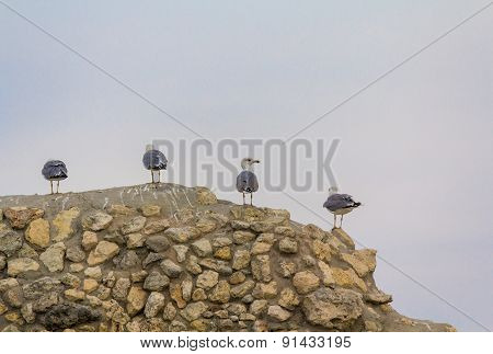 Group Of Seagulls Sitting On The Ruins Of The Ancient City. Crimea
