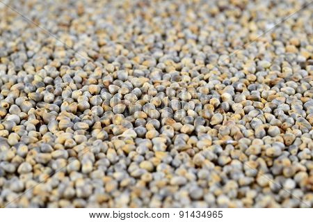 Pearl millet (Bajra) as background. Close up.