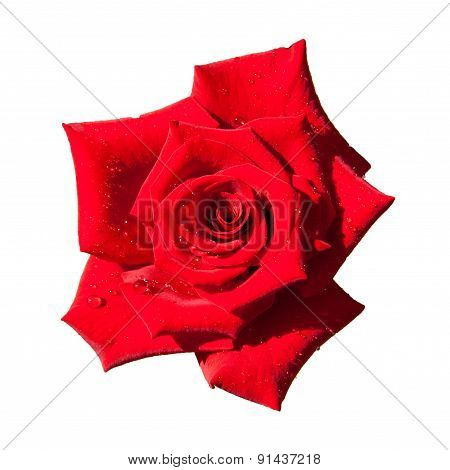 Red Rose Isolated