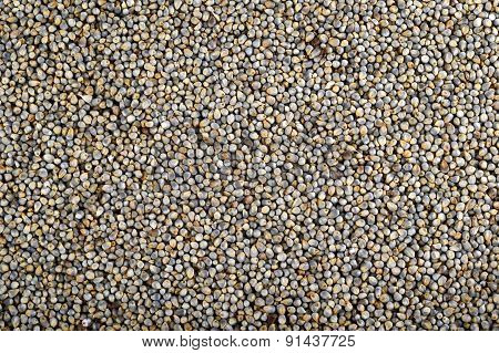 Pearl millet (Bajra) as background. Close up.