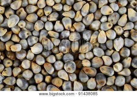 Pearl millet (Bajra) as background. Close up.