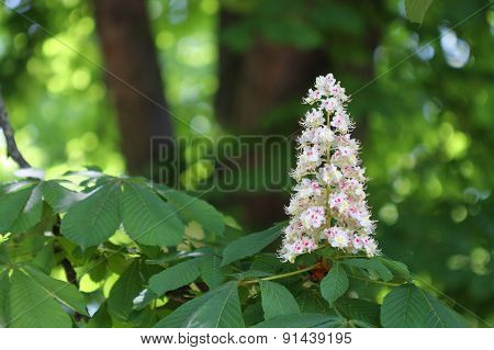 Chestnut Flower In Park In Sunny Day