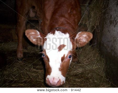 Baby-Kalb