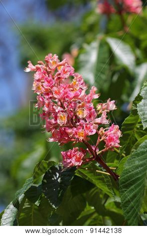 Chestnut Flower In Park In Sunny Day
