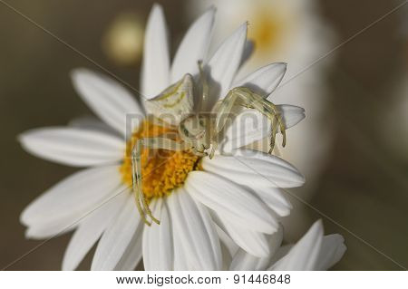 Close up white spider.