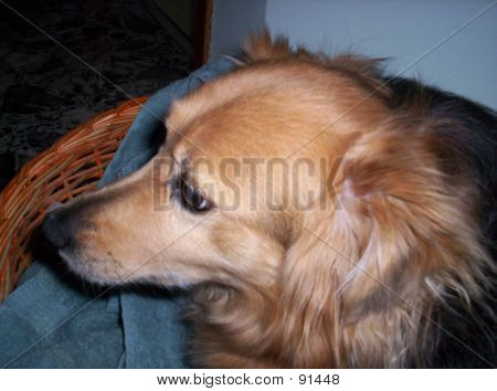 Hund Poseing