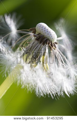 dandelion