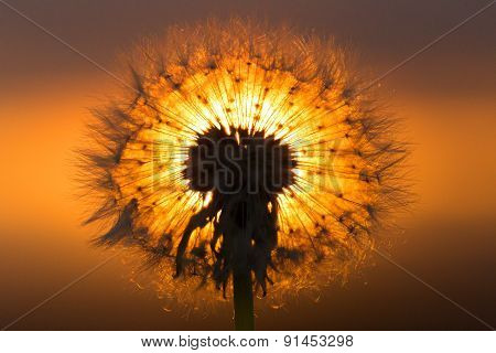 dandelion