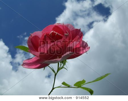 กุหลาบสีแดง
