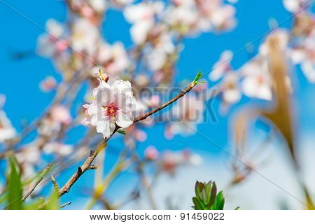 Close Up Of An Almond Flower