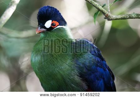 Purple Crested Turaco Portrait