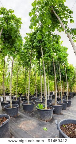 Nut Trees In Plastic Pots On Tree Nursery