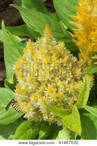 Bee On Yellow Flower
