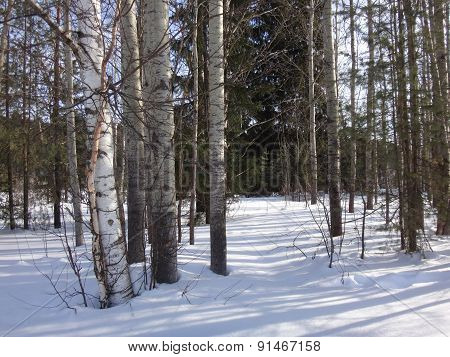 Winter forest in sunny day