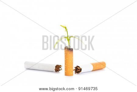 World No Tobacco Day : Cigarette and green newborn plant isolated on white background