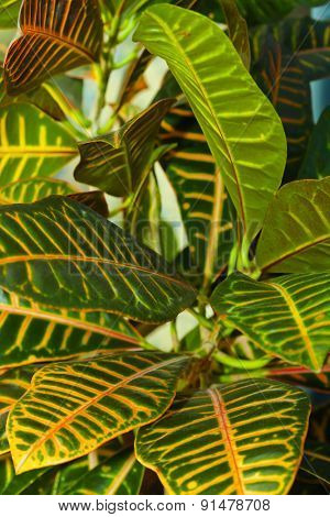 Leaves of croton tree Codiaeum - abstract nature background