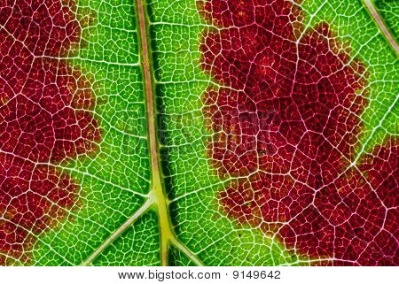 Peronospora