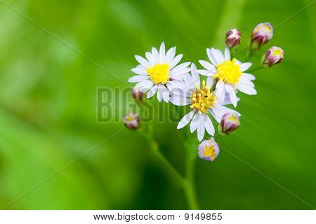 fiori su sfondo verde