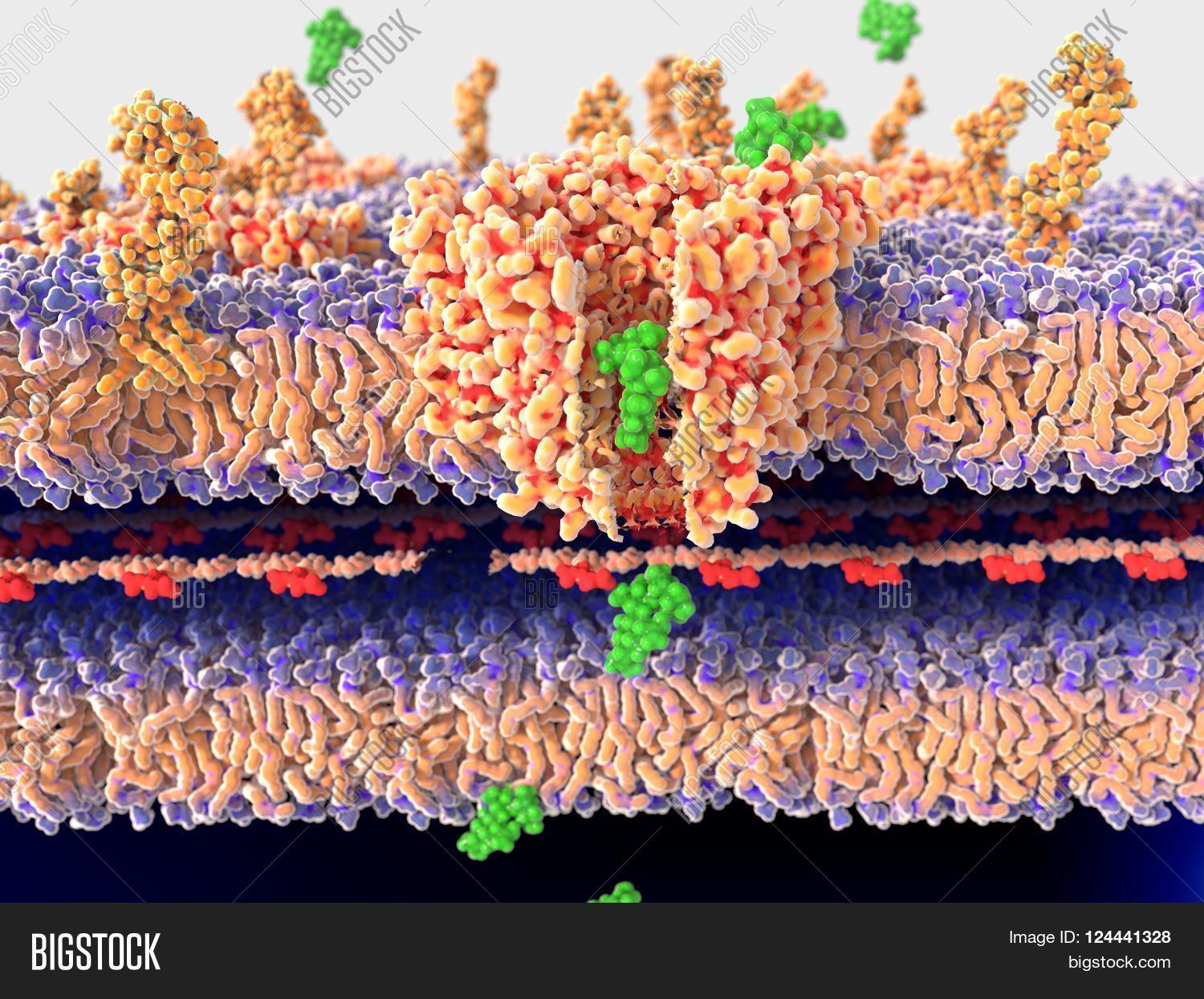 Bacterial Wall Being Image Photo Free Trial Bigstock