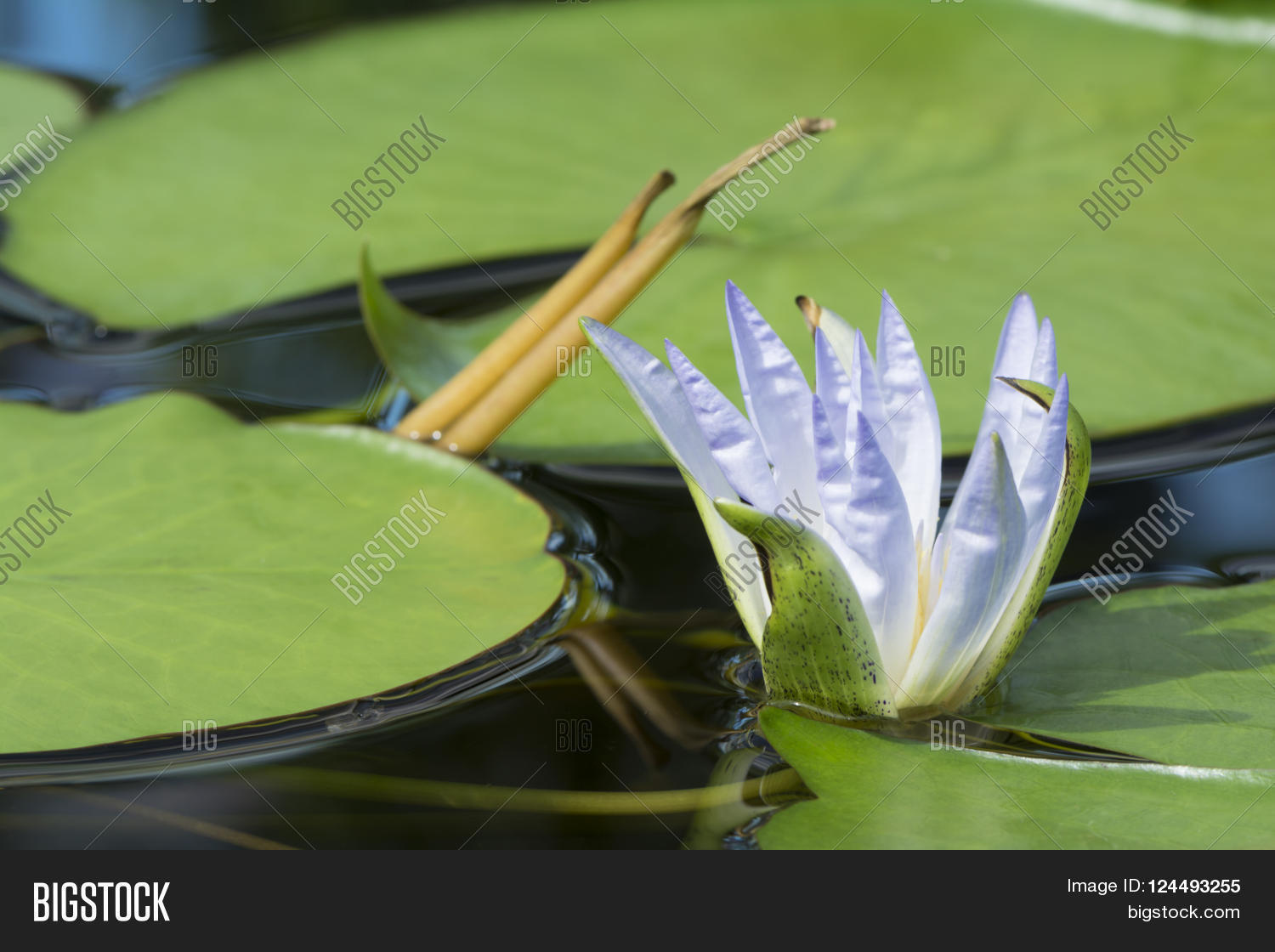 Nymphaea Caerulea - Image & Photo (Free Trial) | Bigstock