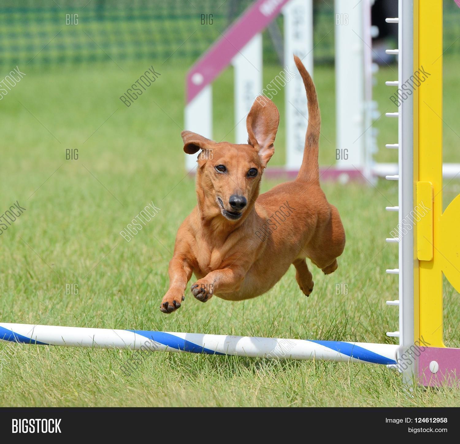Dachshund Leaping Over Image & Photo (Free Trial) Bigstock