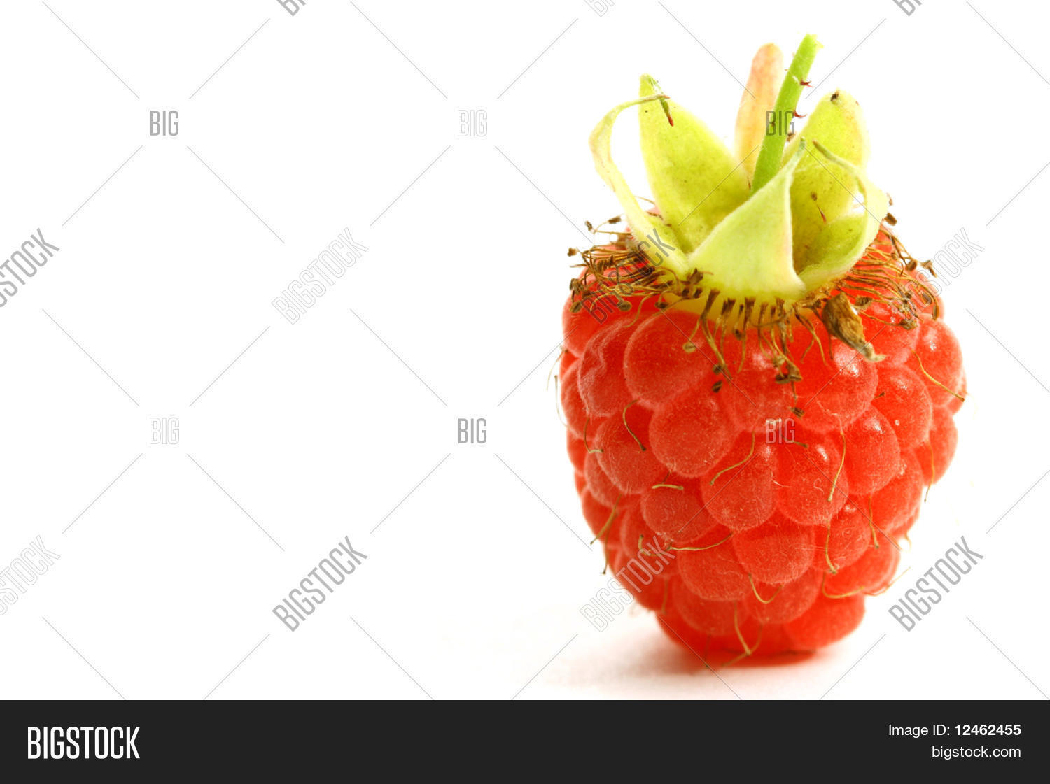 Individual Raspberry Image Raspberry Isolated On Image & Photo (Free Trial) | Bigstock