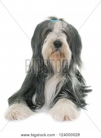 female bearded collie in front of white background