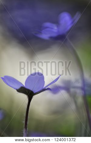blue wildflower spring color flower, Hepatica nobilis abstract with shallow depth of field. Liverleaf or liverwort macro.