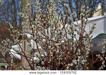 Catkin at Viktualienmarkt Munich Germany in spring