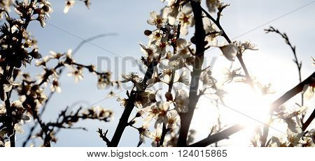 picture of a flowers on a twigs early in the morning