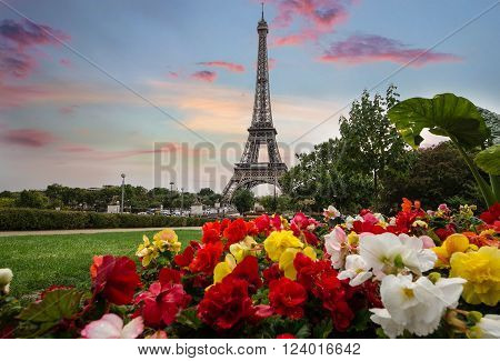 Flowers and Eifel Tower. Spring in Paris.