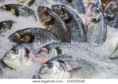 chilled fishes with ice in the market