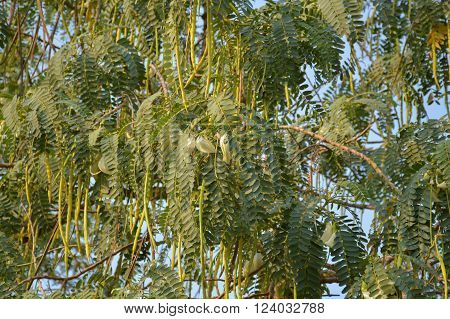 fresh green Agasta tree in vegetable garden