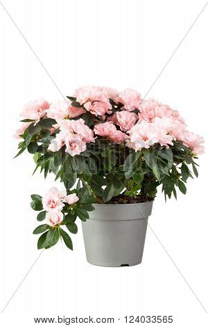 Pink azalea in a flowerpot isolated on a white background