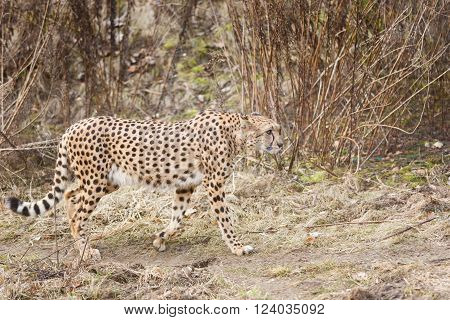 Cheetah walking in the dry bush at spring time