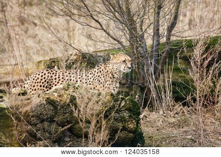 Cheetah walking in the dry bush at spring time
