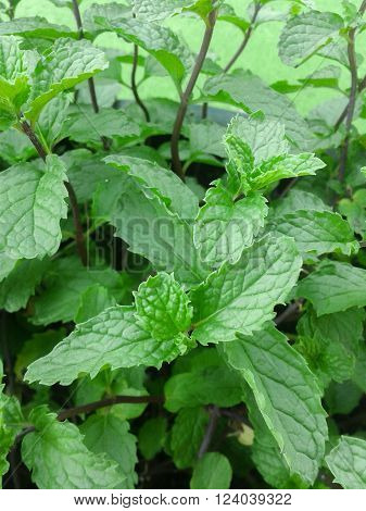 mint tree in garden , Metha cordifolia Opiz.