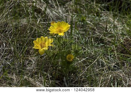 Pheasant's eye (adonis vernalis) flower in spring, Bulgaria
