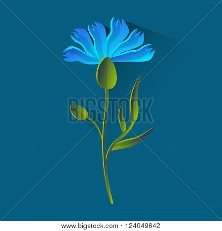 Cornflower Isolated, Bluet Over Blue Background Flat Vector Illustration