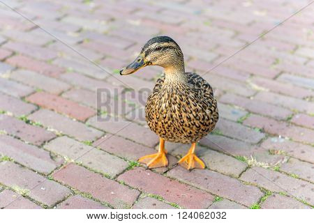 small wild duck on a pavement. horizontal shot
